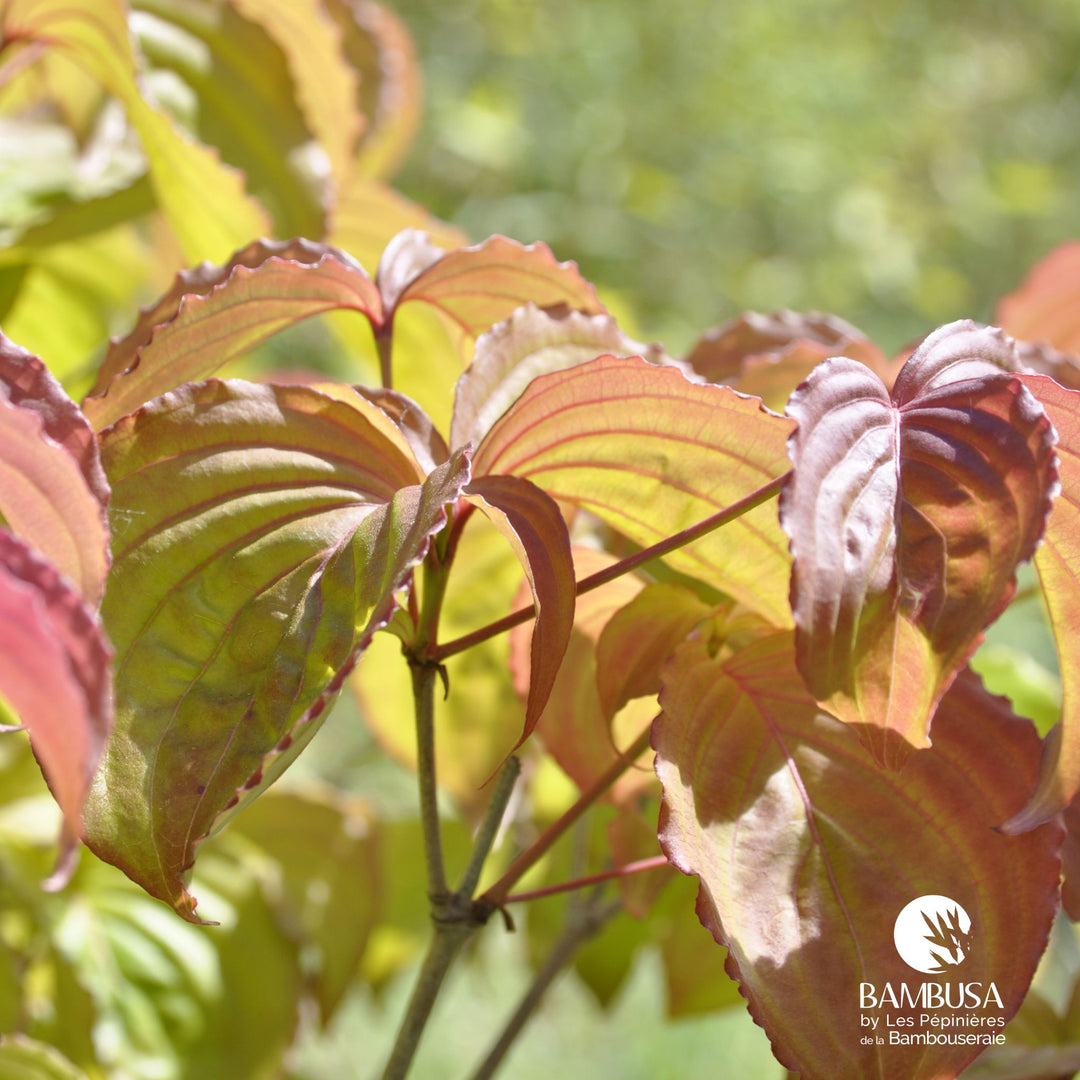 Cornus kousa &