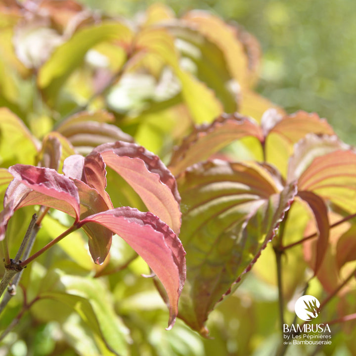 Cornus kousa &