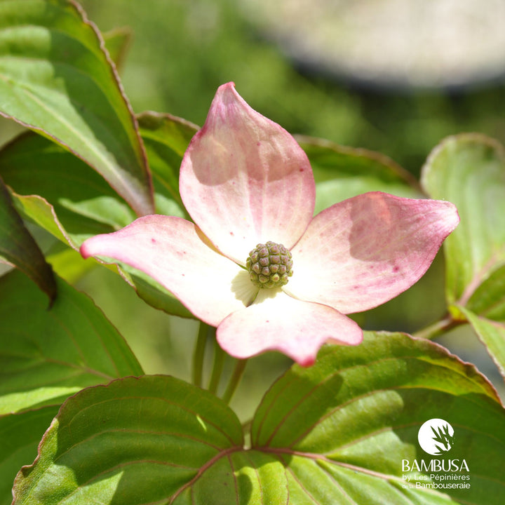 Cornus kousa &