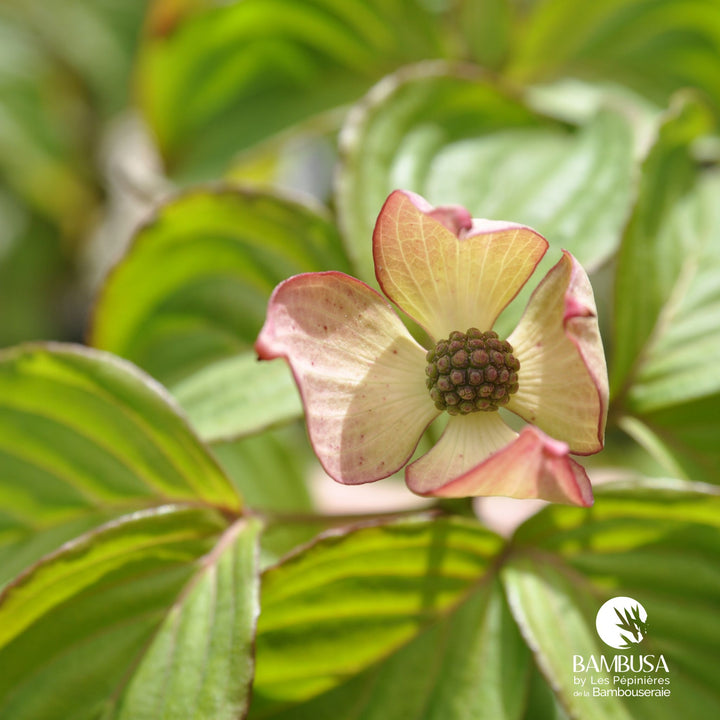 Cornus kousa &