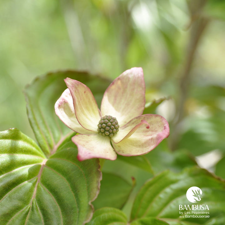 Cornus kousa &