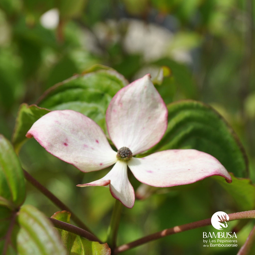 Cornus kousa &