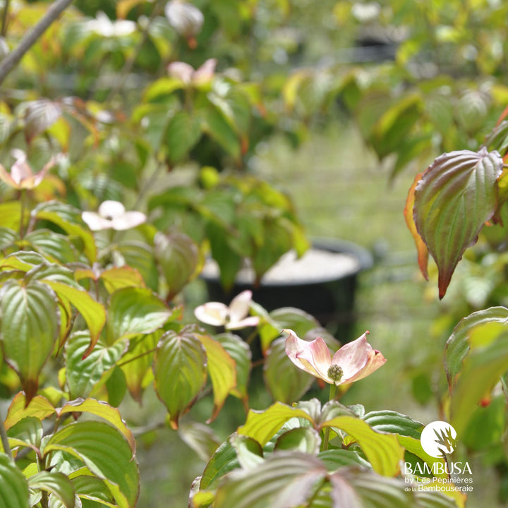 Cornus kousa &