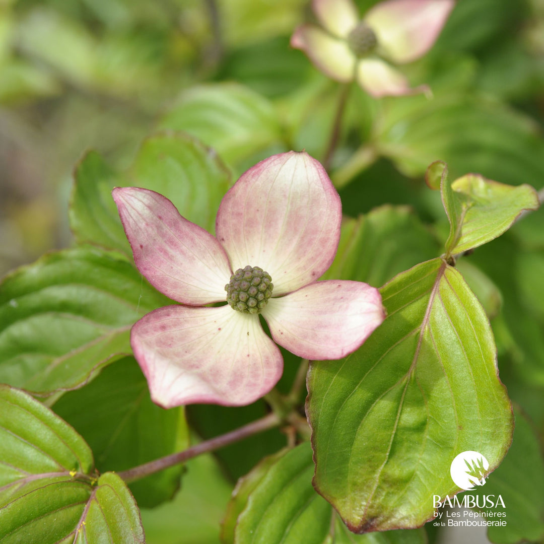 Cornus kousa &