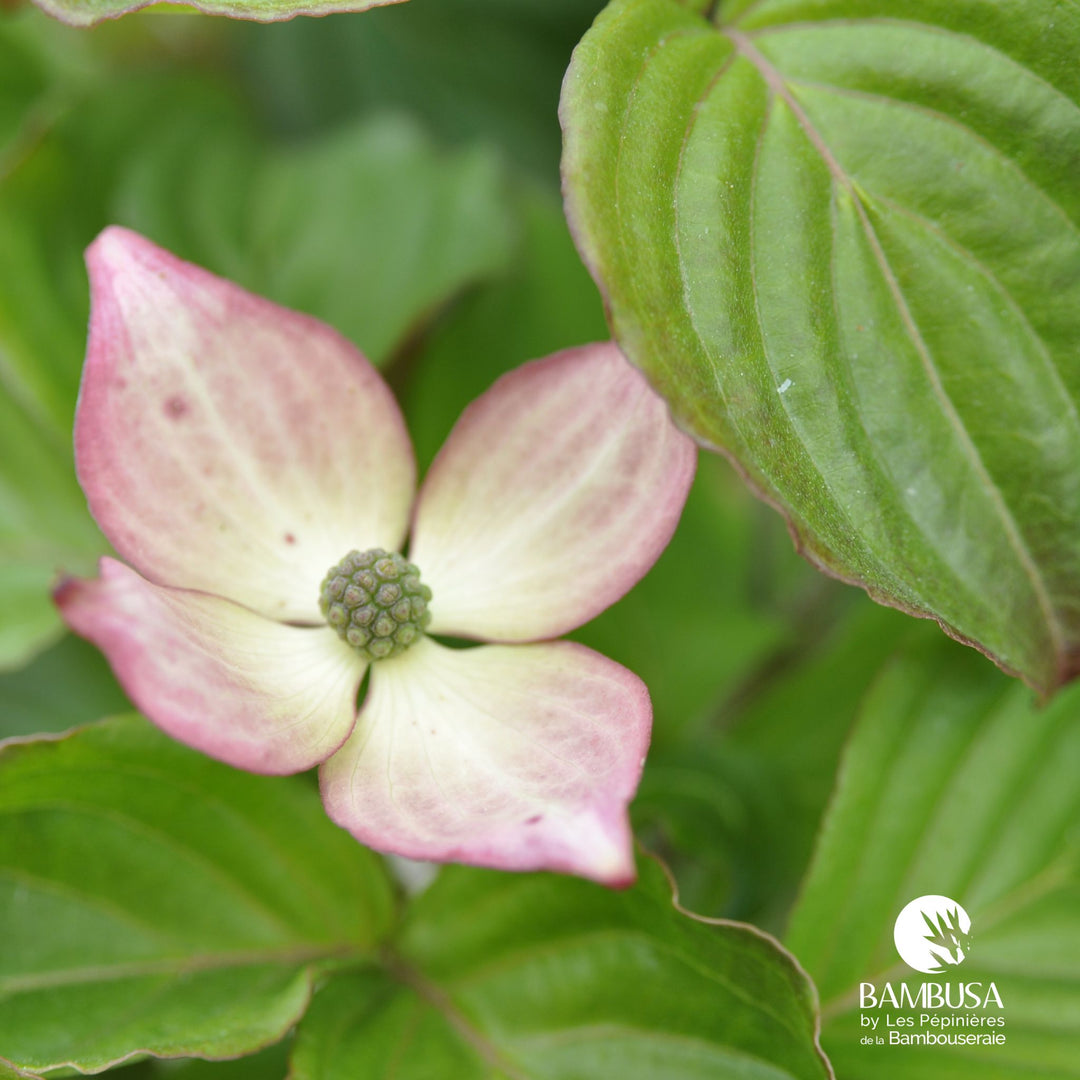 Cornus kousa &