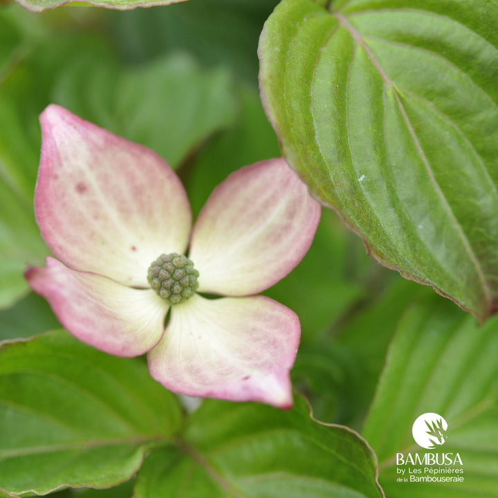 Cornus kousa &