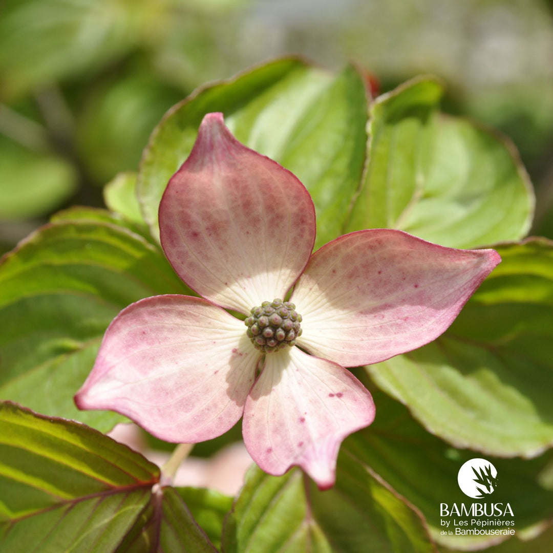 Cornus kousa &