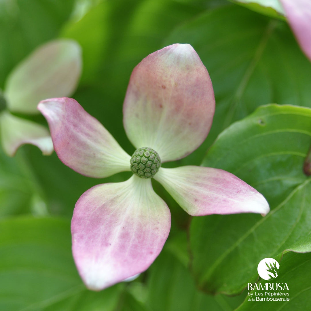 Cornus kousa &