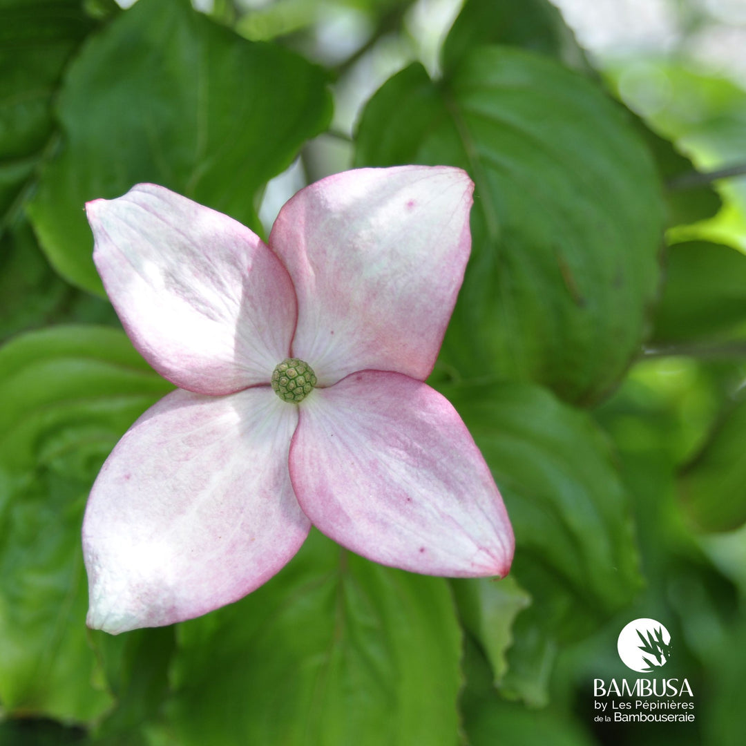 Cornus kousa &