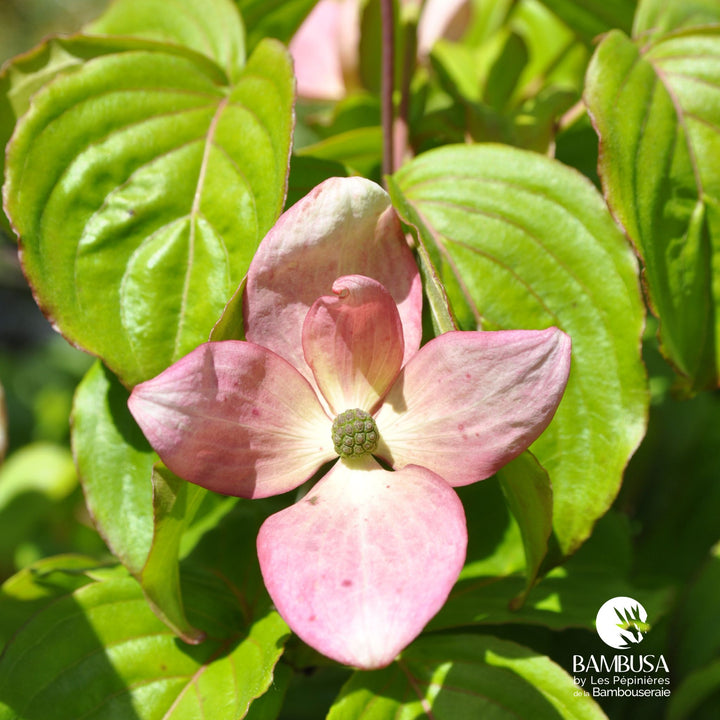 Cornus kousa &