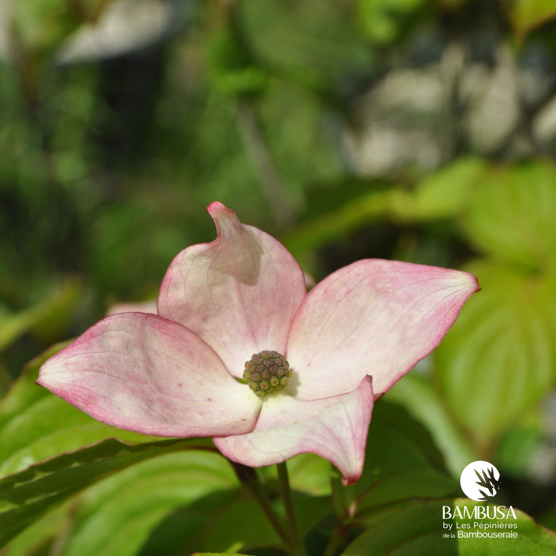 Cornus kousa &
