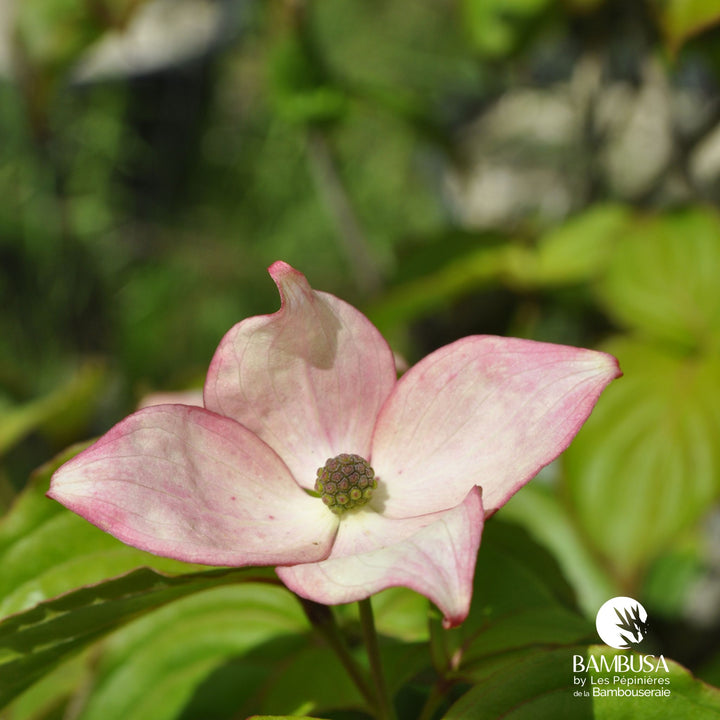 Cornus kousa &
