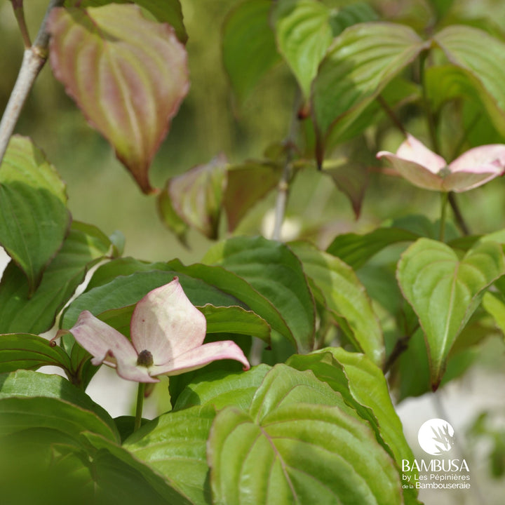 Cornus kousa &