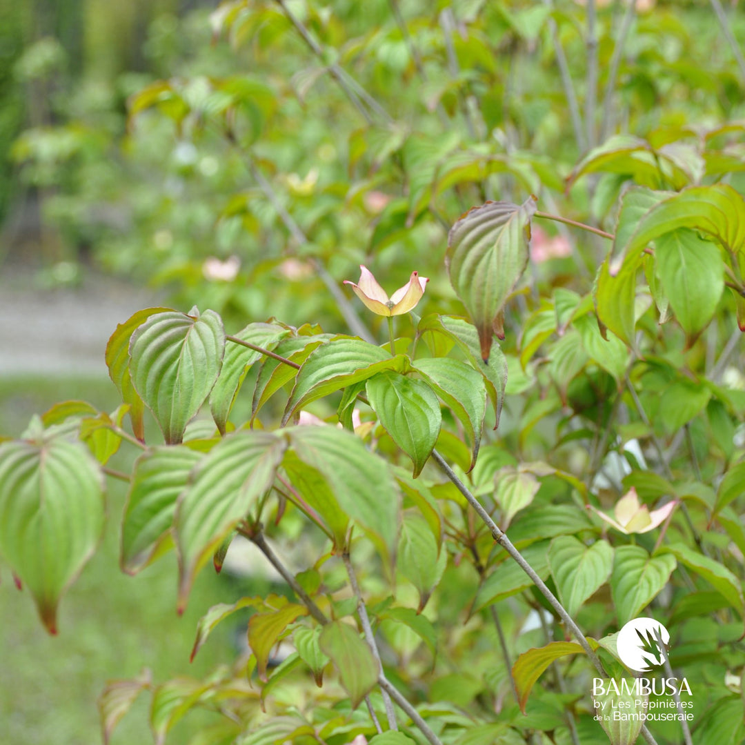 Cornus kousa &