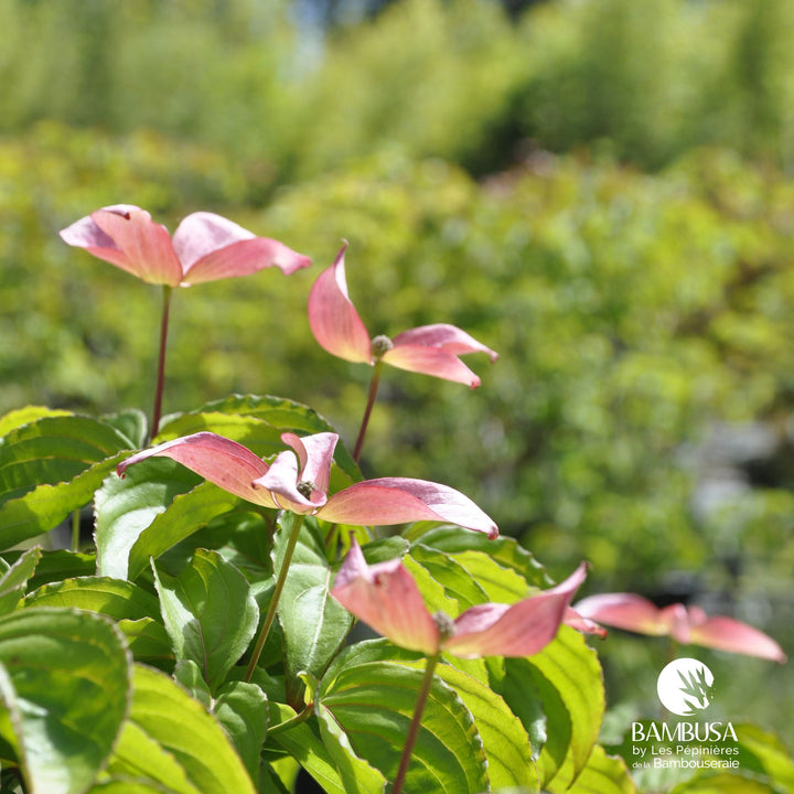 Cornus kousa &