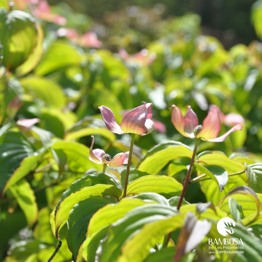 Cornus kousa &