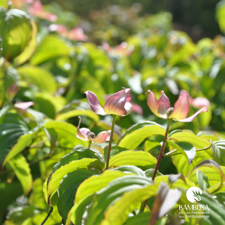 Cornus kousa &