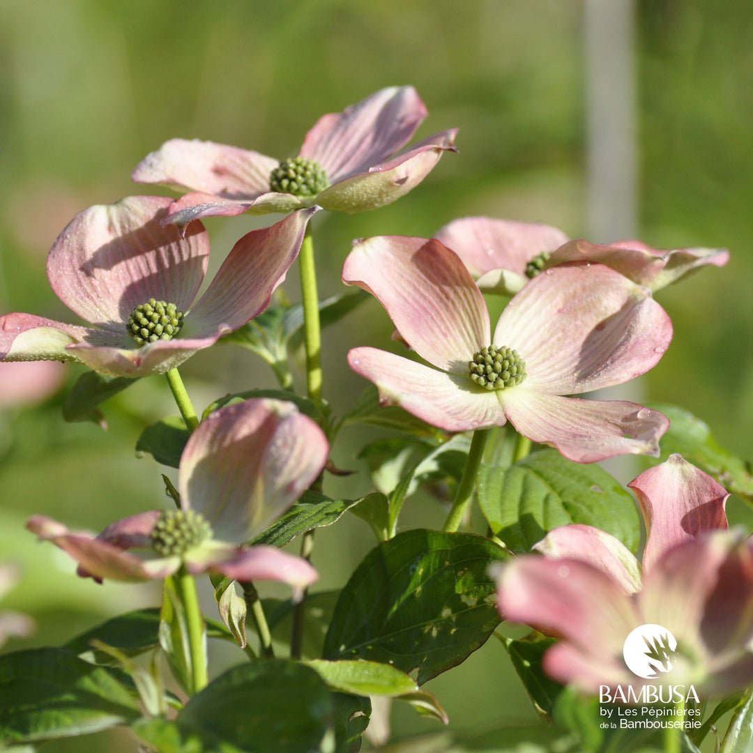 Cornus x rutgersensis &