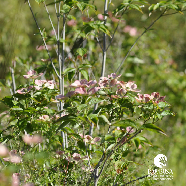 Cornus x rutgersensis &