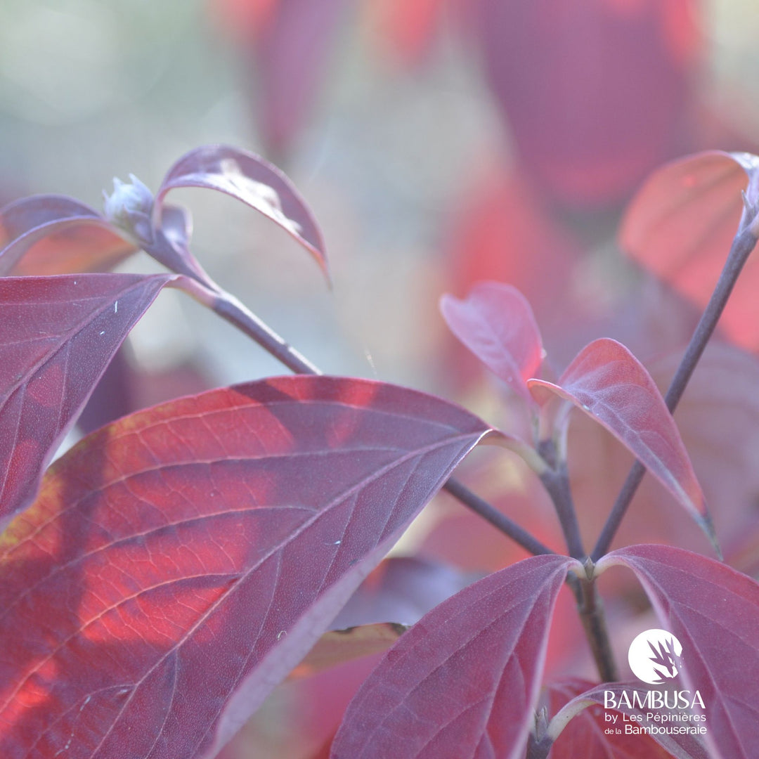 Cornus x rutgersensis &