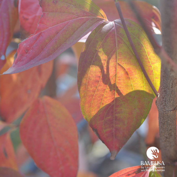 Cornus x rutgersensis &