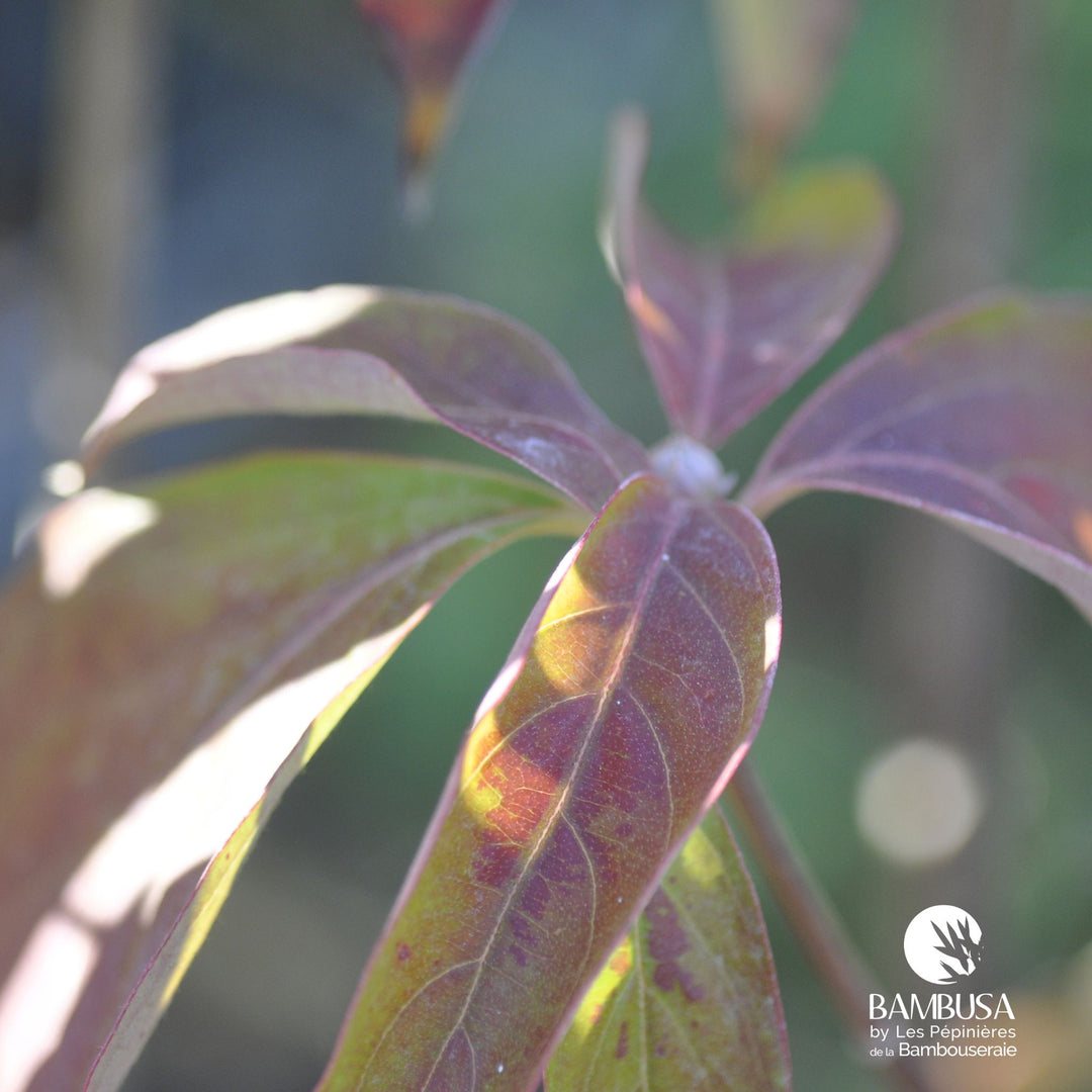 Cornus x rutgersensis &