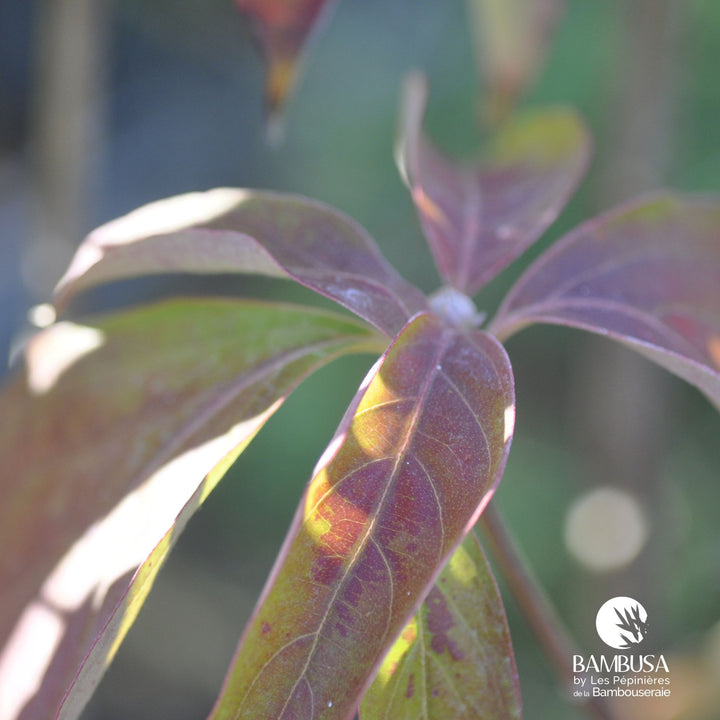 Cornus x rutgersensis &