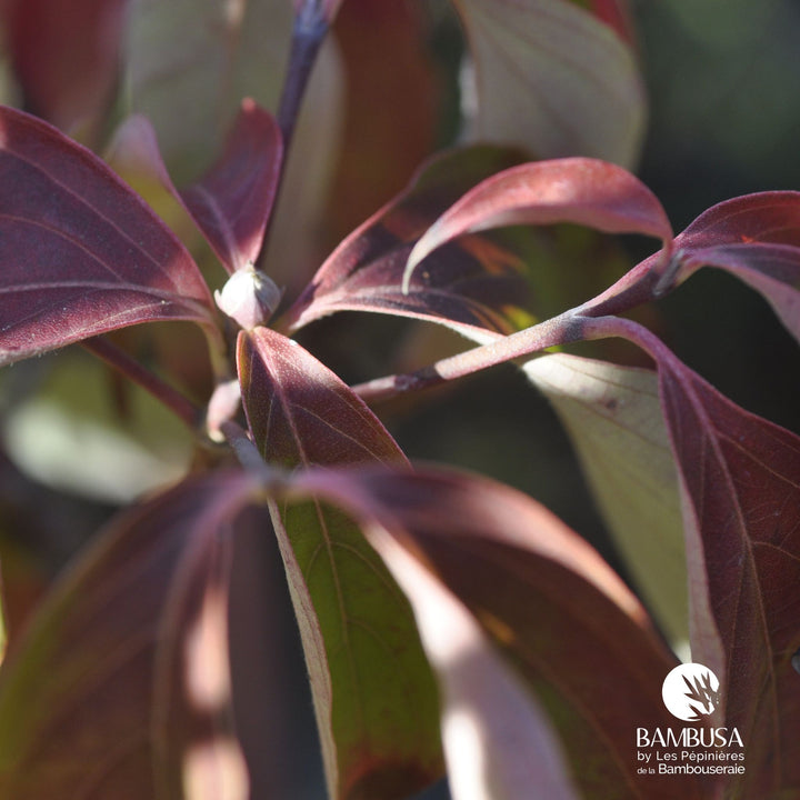 Cornus x rutgersensis &