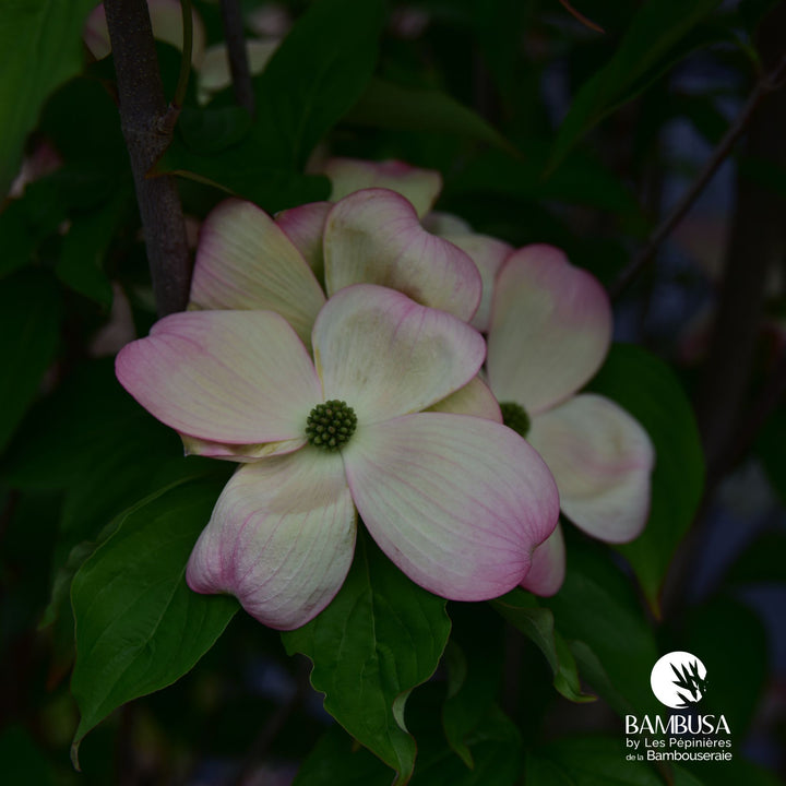 Cornus x rutgersensis &