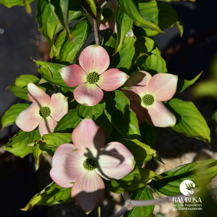 Cornus x rutgersensis &