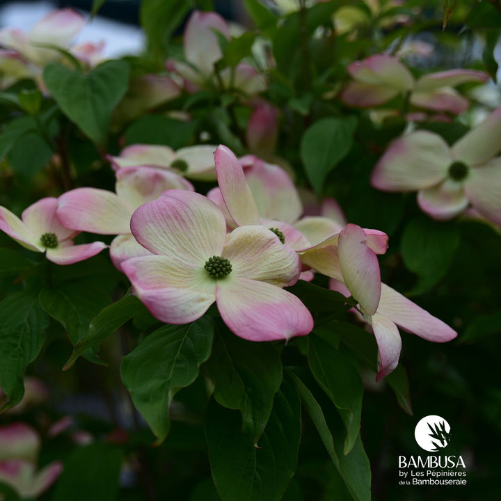 Cornus x rutgersensis &