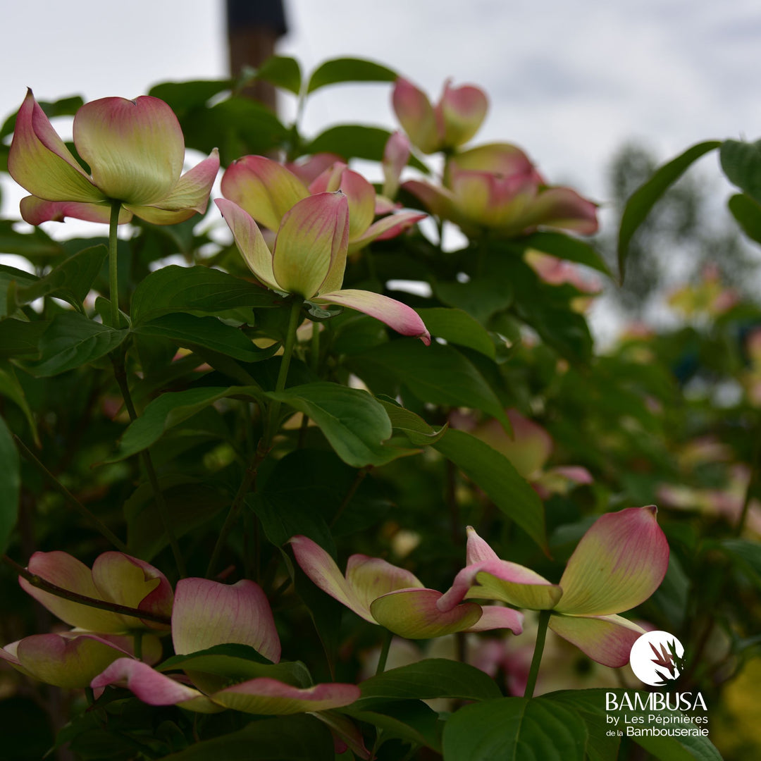 Cornus x rutgersensis &