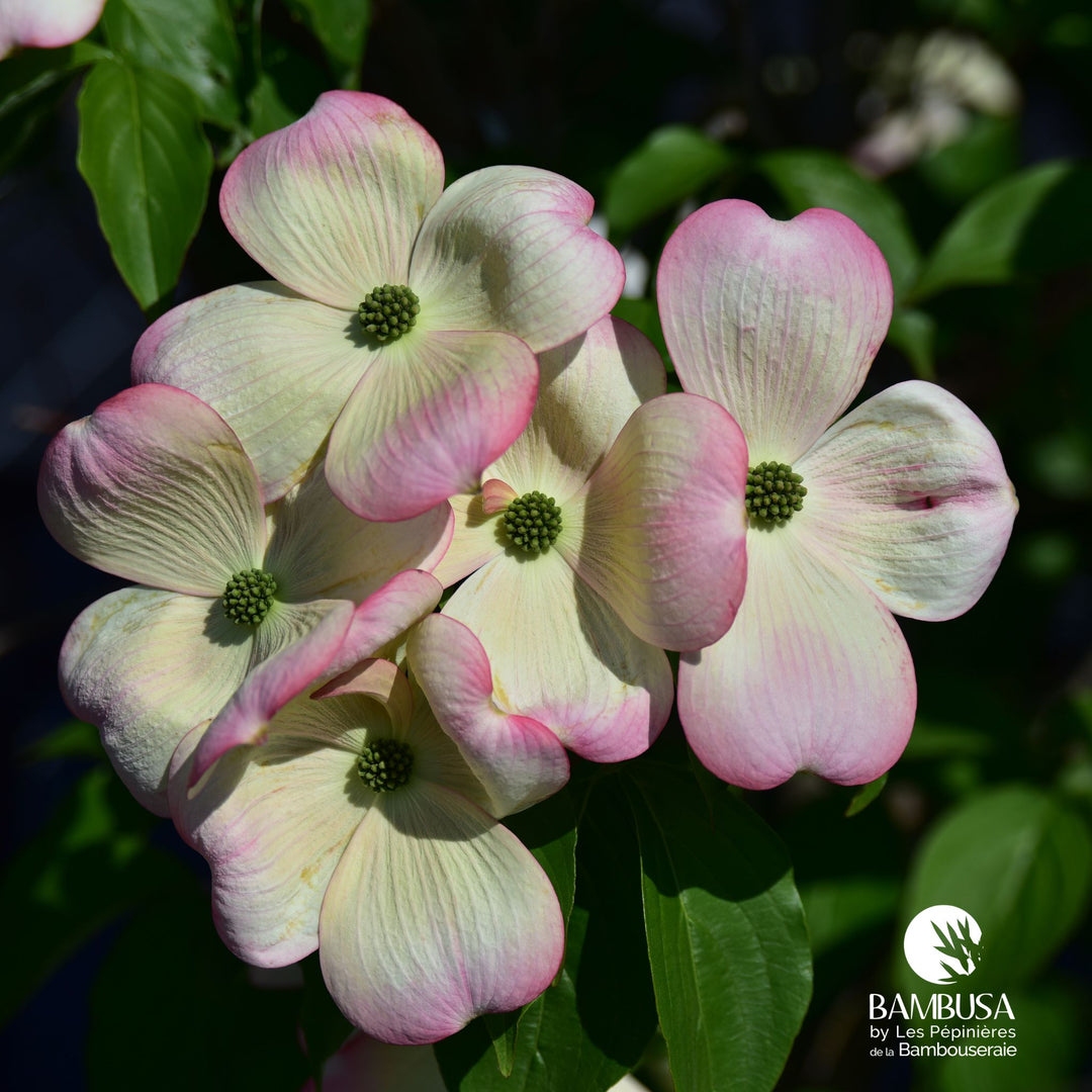 Cornus x rutgersensis &