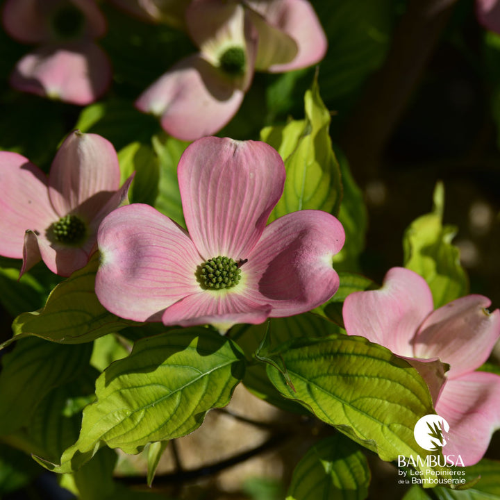 Cornus x rutgersensis &