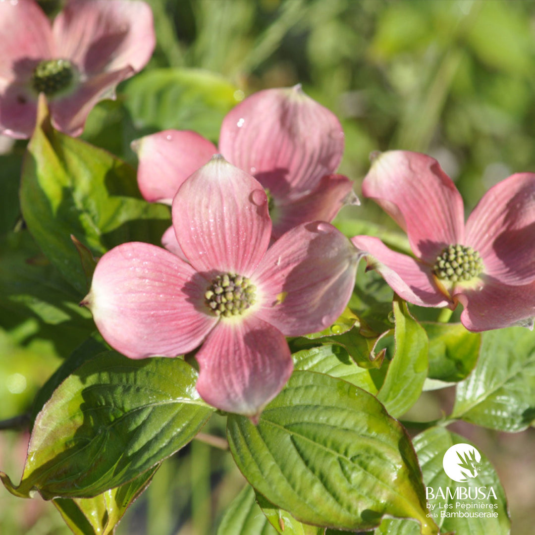 Cornus x rutgersensis &