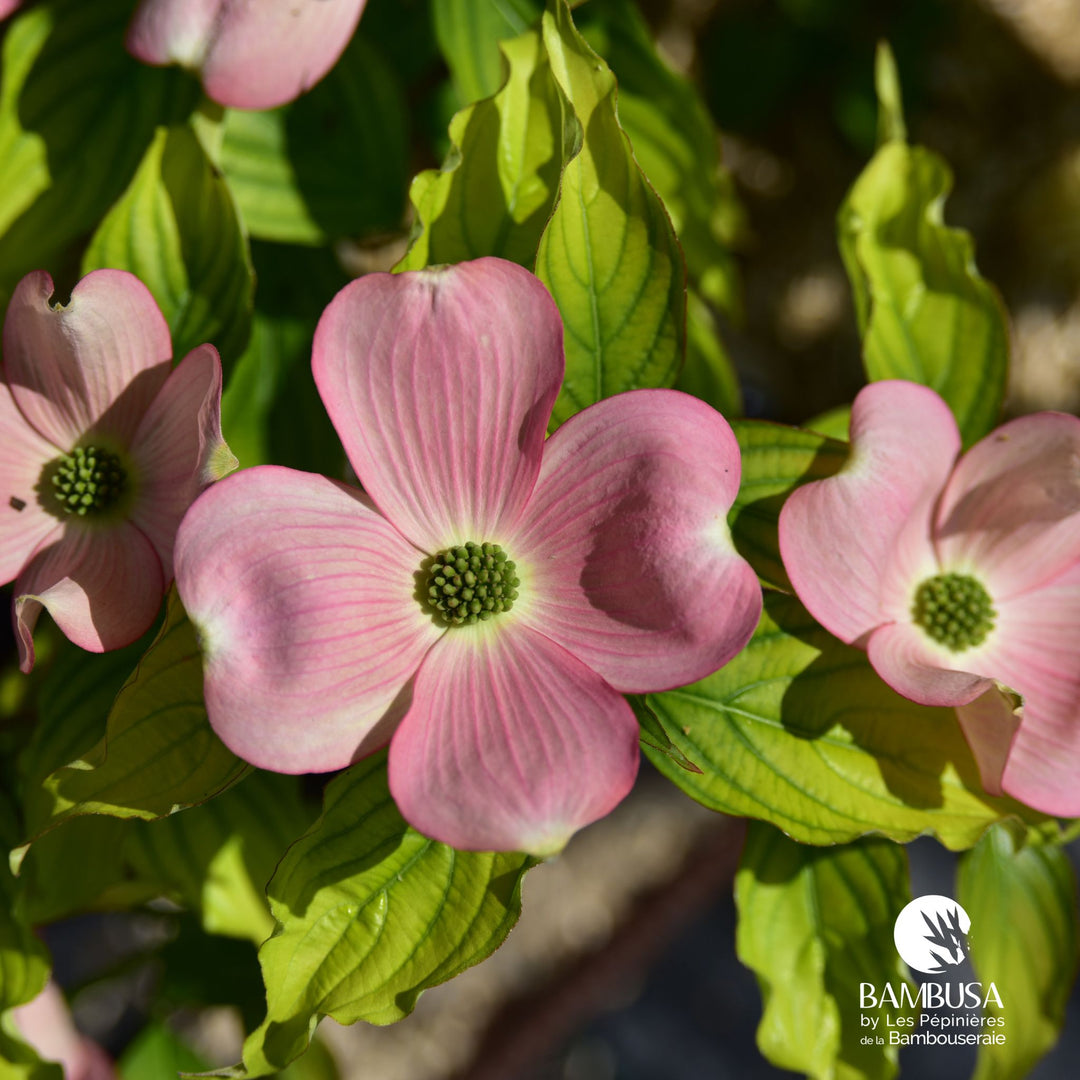 Cornus x rutgersensis &