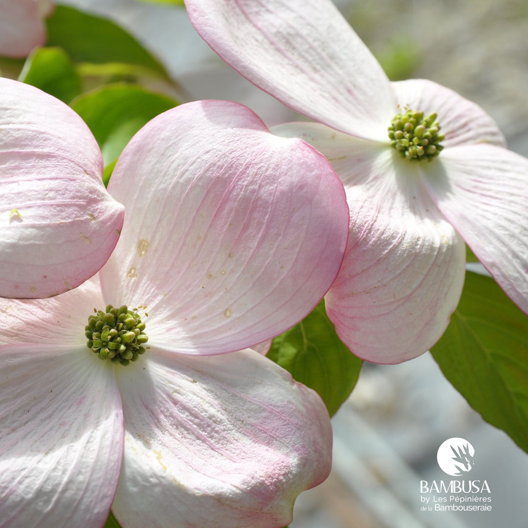 Cornus x rutgersensis &