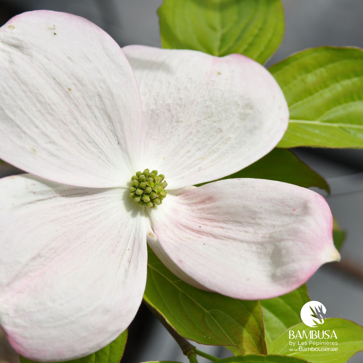 Cornus x rutgersensis &