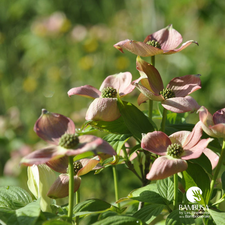 Cornus x rutgersensis &