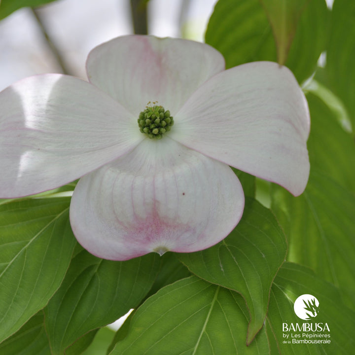 Cornus x rutgersensis &