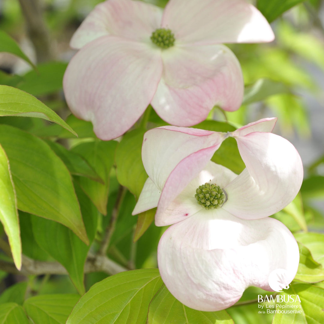Cornus x rutgersensis &