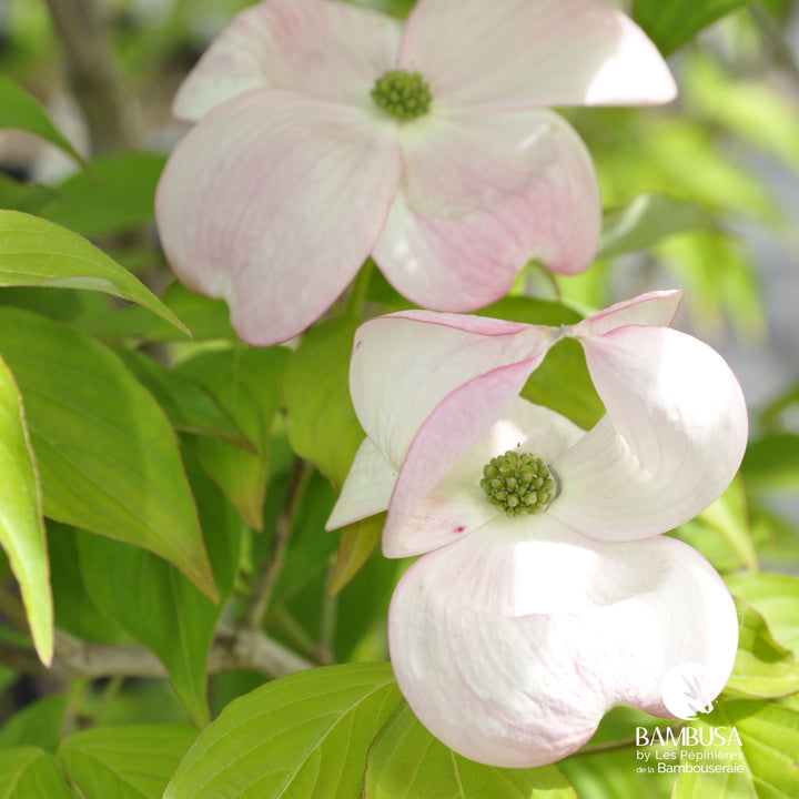 Cornus x rutgersensis &