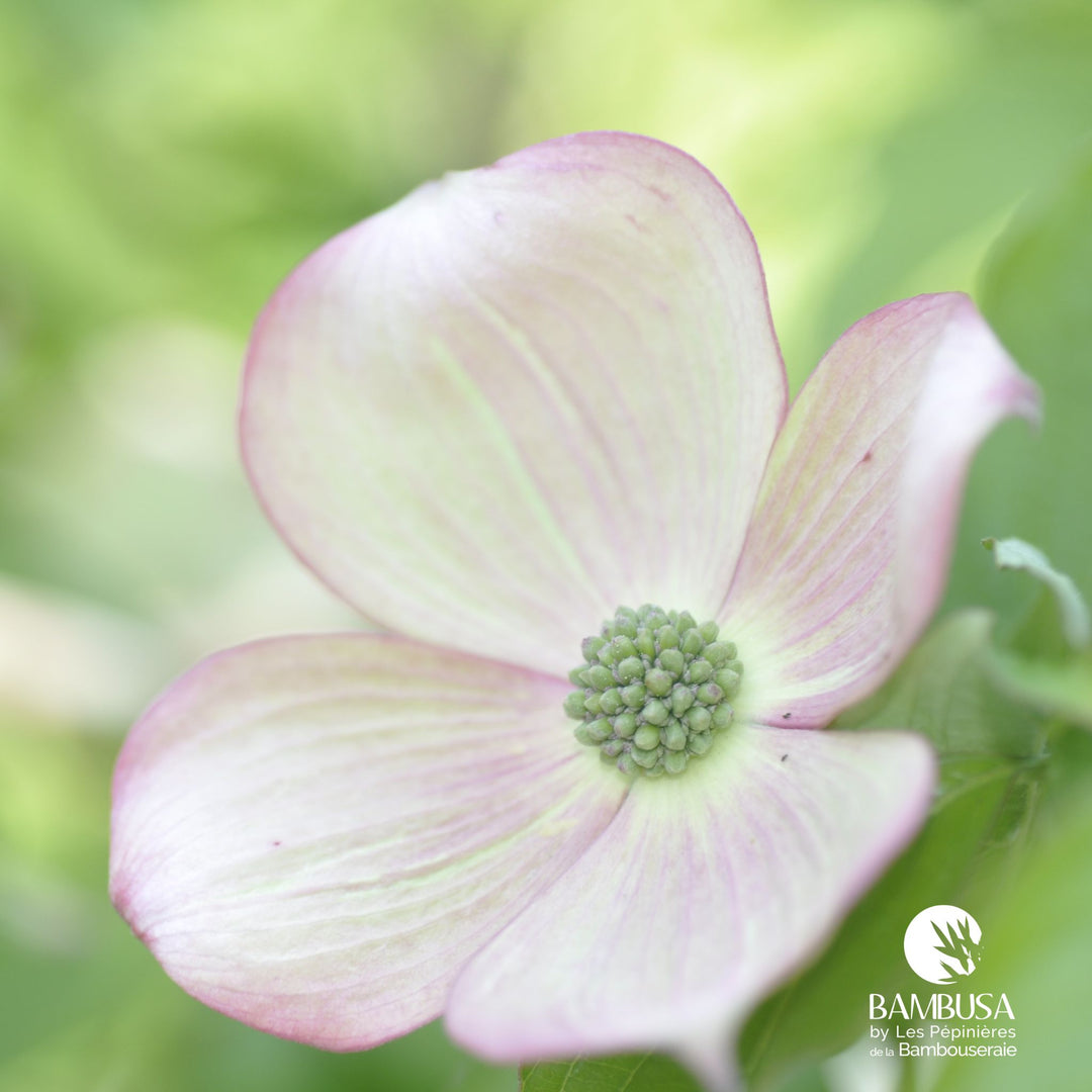 Cornus x rutgersensis &