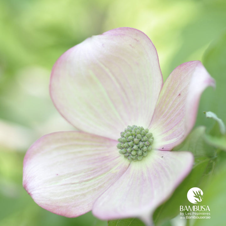 Cornus x rutgersensis &