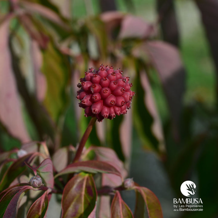 Cornus x rutgersensis &
