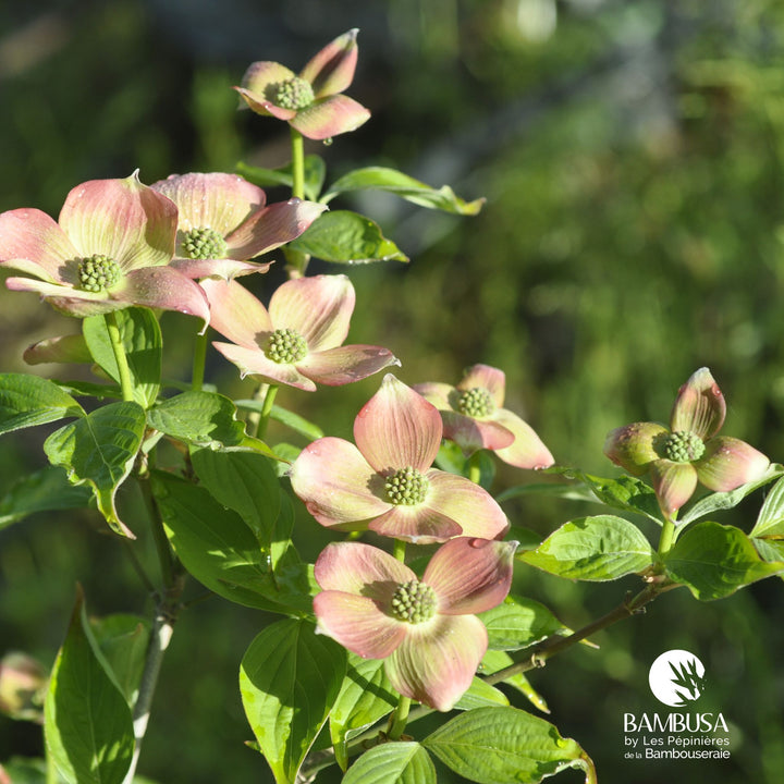 Cornus x rutgersensis &