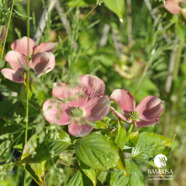 Cornus x rutgersensis &