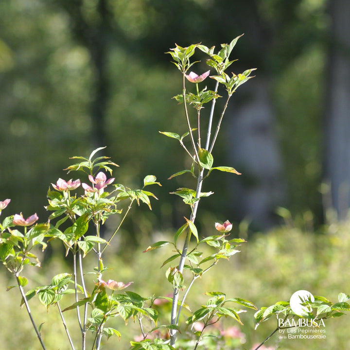 Cornus x rutgersensis &