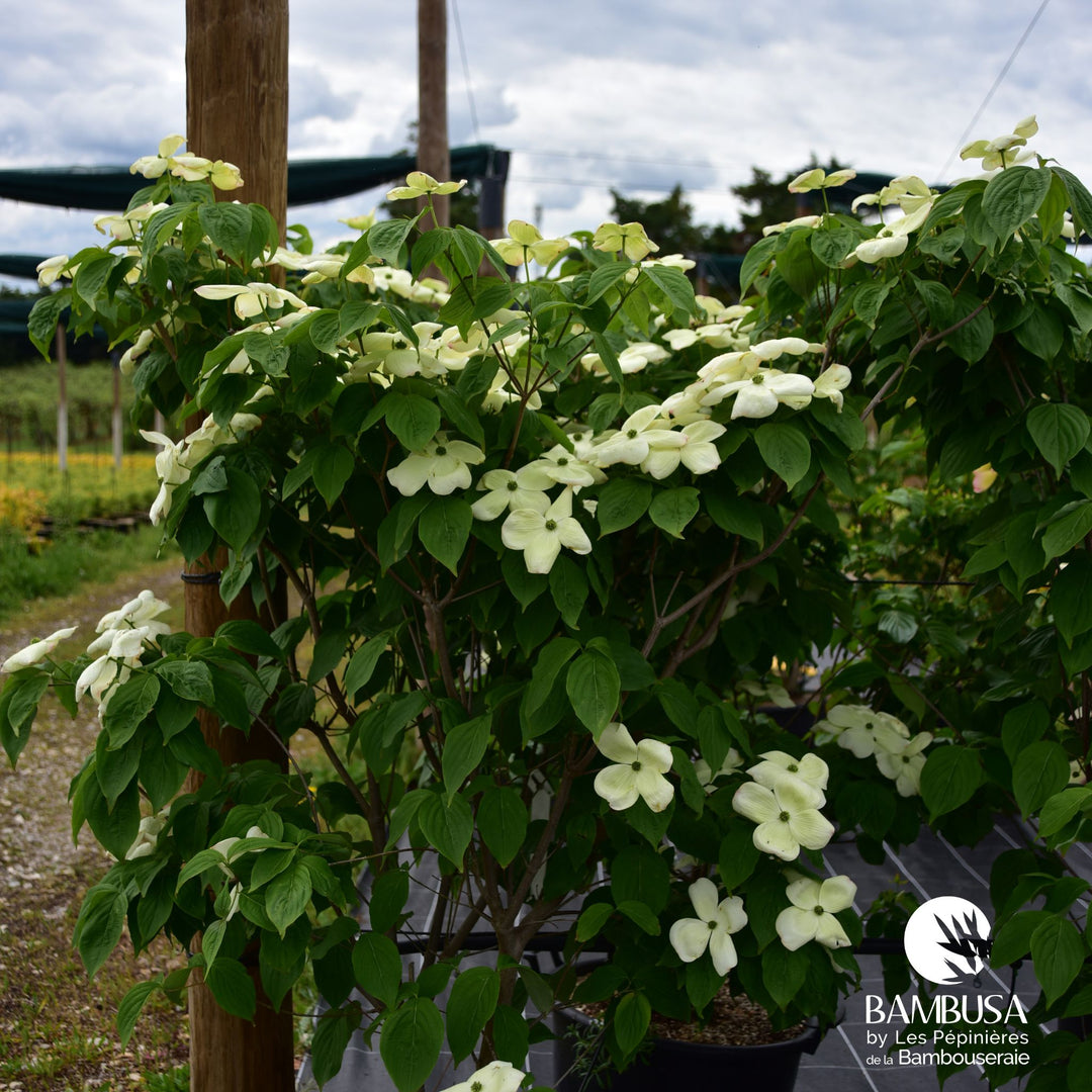 Cornus x rutgersensis &