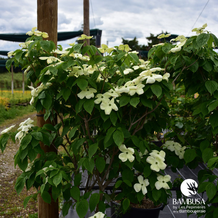 Cornus x rutgersensis &